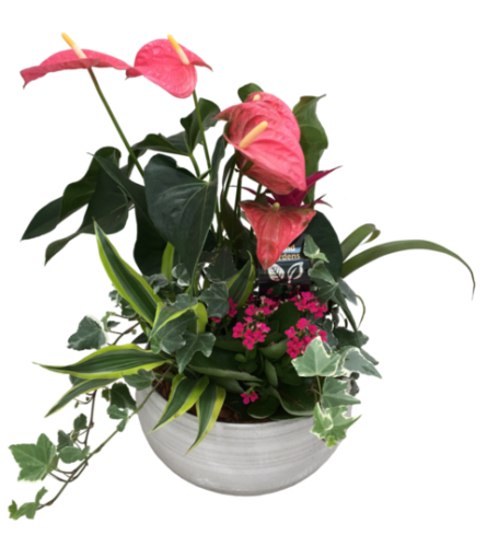 Lush Anthurium Dish Garden