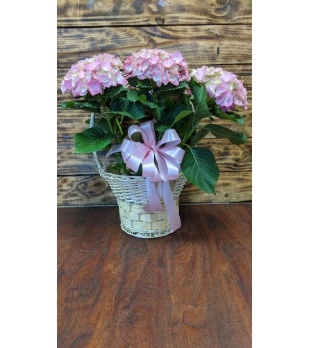 Hydrangea Planter