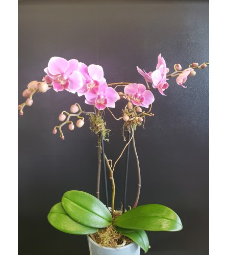 Elegant Orchid Delight