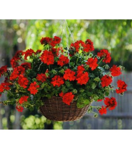 Geranium Hanging Baskets numerous sizes - Deluxe. An arrangement by Kelly Ann's Floral.