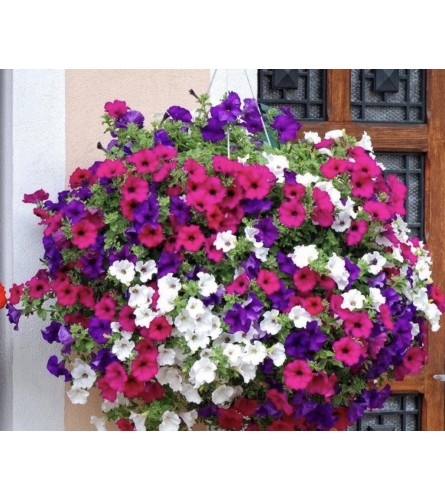 Petunia Hanging baskets, various sizes