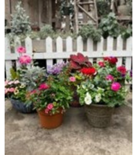 Patio Combo Pot