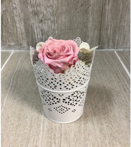 Pink Victorian Lace Preserved Rose. An arrangement by Roma Flowers and Gifts.