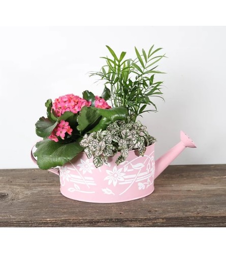 6 x 8" Oval Watering Can Dish Garden