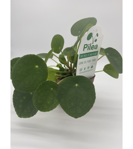 Pass along Pilea plant