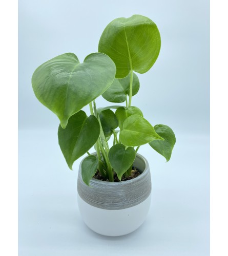 Monstera philodendron 6" pot