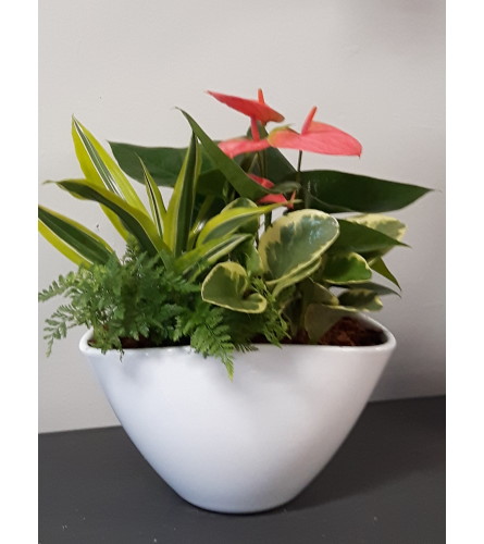 Oval anthurium planter