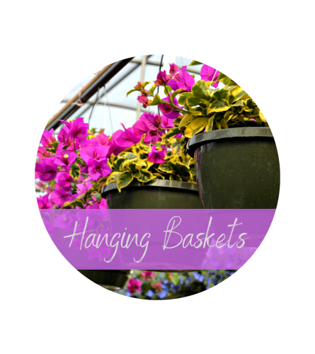 Bright & Colorful Hanging Basket