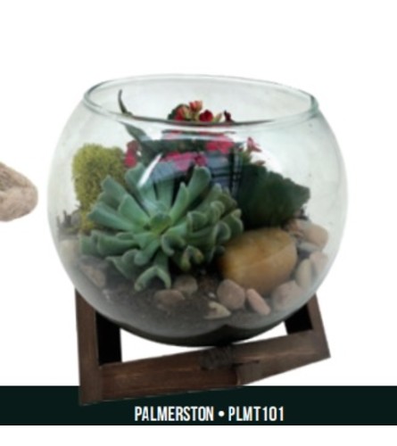 Palmerston Fishbowl Succulent