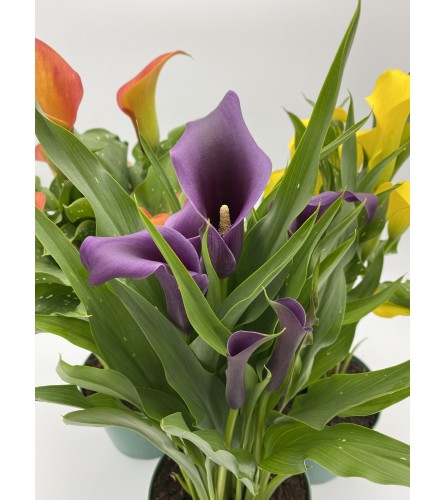 6” potted Calla lily. Colors will vary upon availability. An arrangement by Flower Trends Florists.