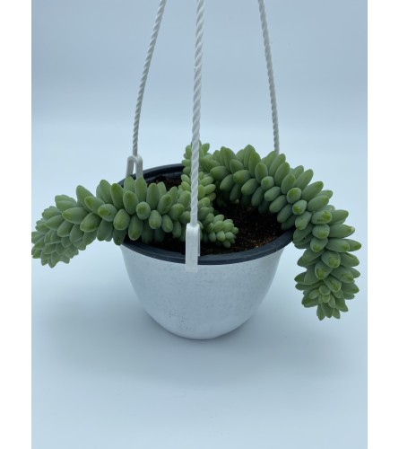 5” Burro’s tail plant. An arrangement by Flower Trends Florists.