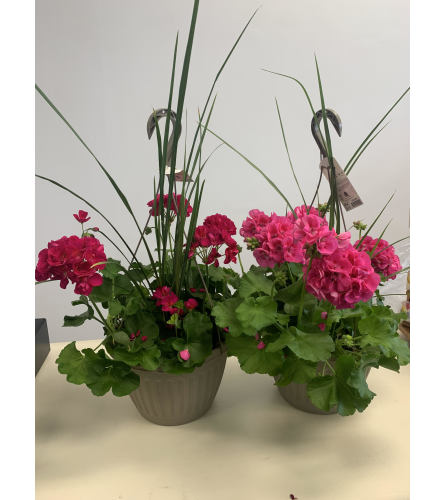 Geranium Hanging Basket