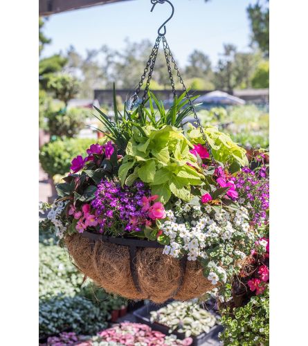 16" Premium Combo Wired Moss Outdoor Hanging Basket