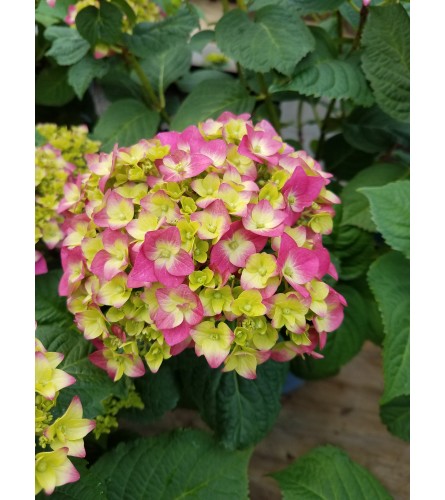 Blooming hydragnea. An arrangement by Roscommon Floral and Growing Up Greenhouse.