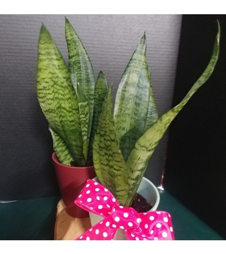 Simple Sanseveria