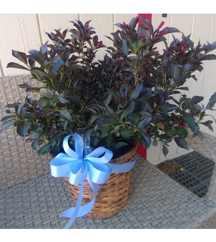 Wine and Roses Weigela. An arrangement by Pandora's Posies.