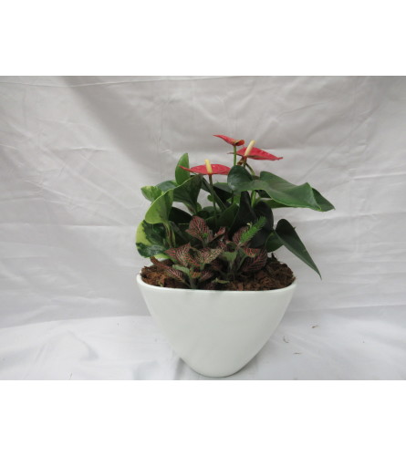 Small Anthurium mixed Planter