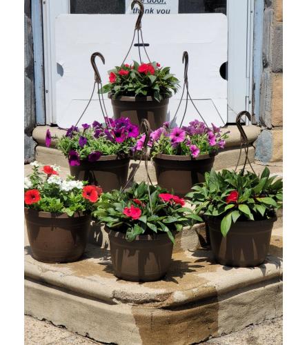 Hanging Blooms Plant. An arrangement by Bee Flowers.