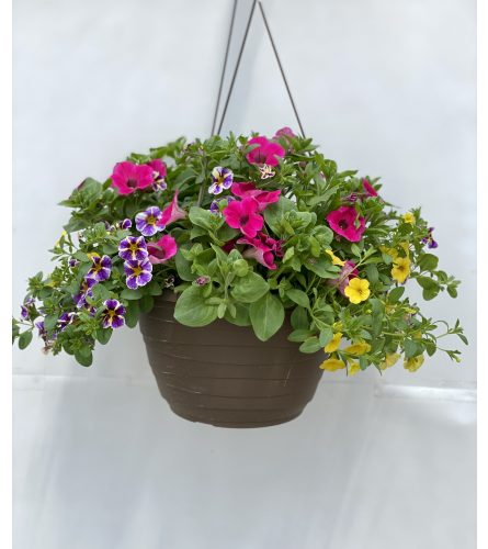 12" FLORIST CHOICE SEASONAL HANGING BASKET