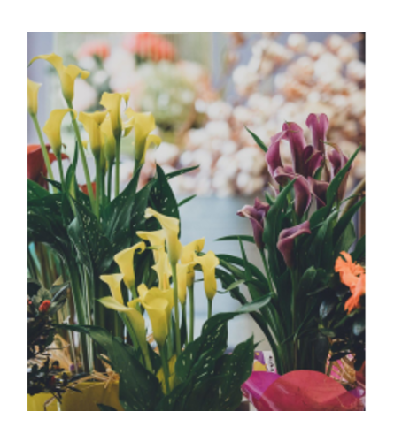 Pretty Potted Calla Plant. An arrangement by Avenue Florist.