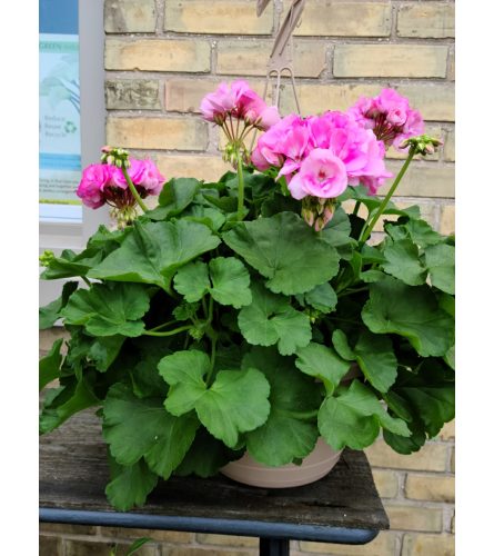 Geranium Garden Basket. An arrangement by Mount Brydges Floral Design.