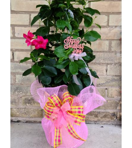 Potted Mandevilla Vine