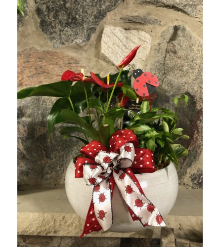 Blooming Dish Garden in Ceramic - Deluxe. An arrangement by Mount Brydges Floral Design.