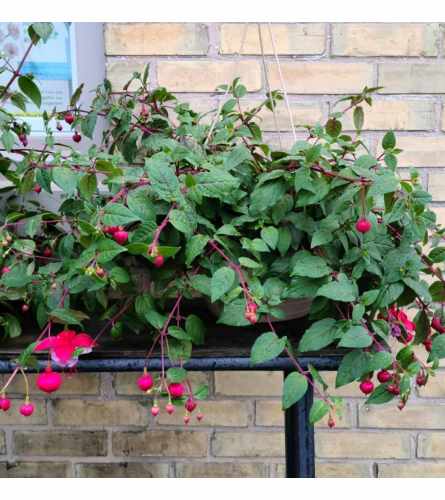 Fuschia Plant Hanging Basket