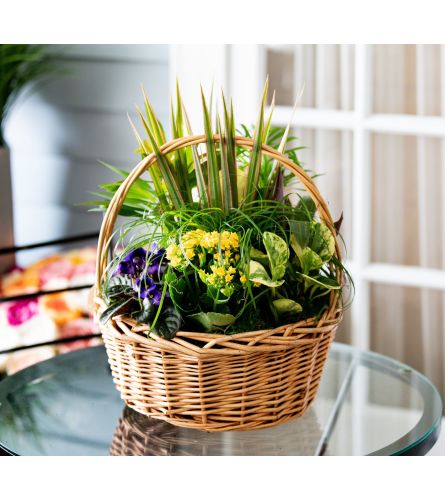 Basket Full of Lush Plants