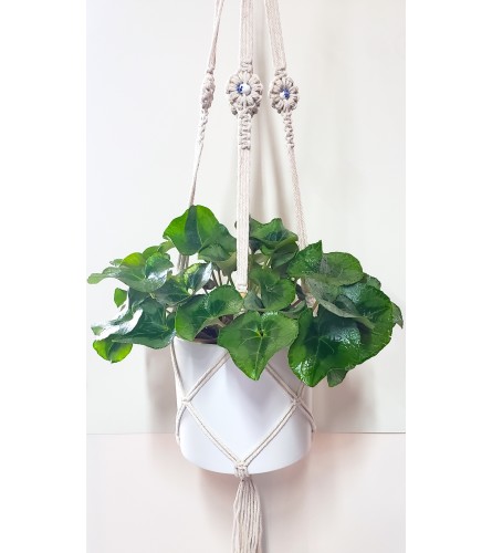 Cotton Macrame Hanging Plant
