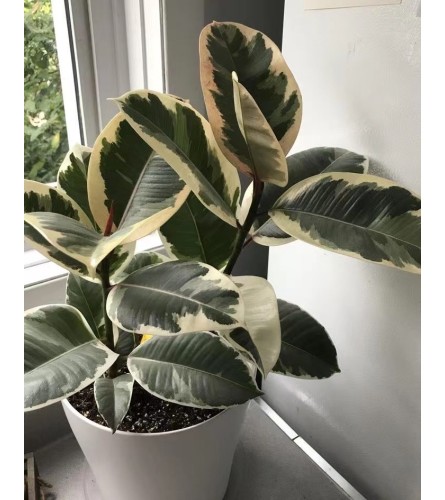 Rubber plant Tineke