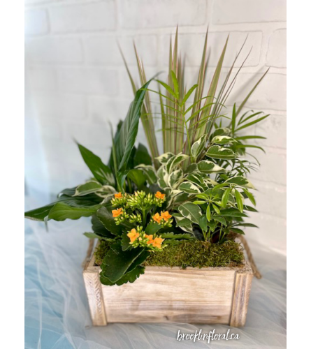 Wooden Tropical Dish Garden