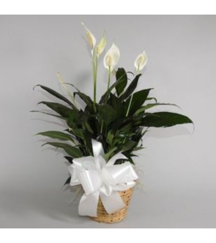 Small Potted Peace Lily