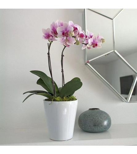 purple Orchid with pot