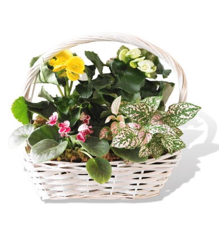 Blooming Dishgarden Basket