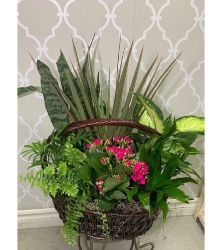 Snake plant & Green Garden in a Basket