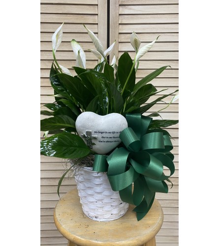 GOLDEN HEART PEACE LILY