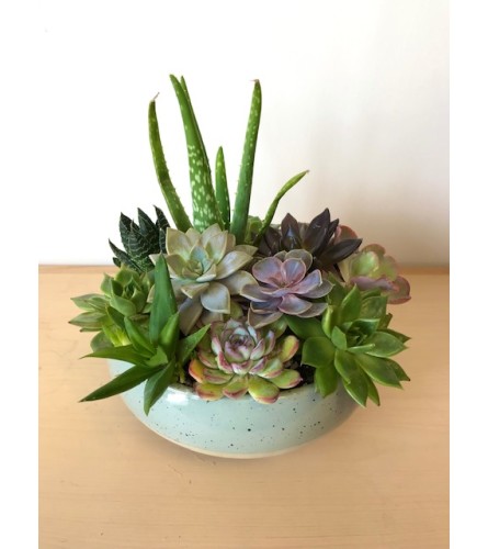 Marvelous Succulent Garden. An arrangement by Owen Sound Flowers.