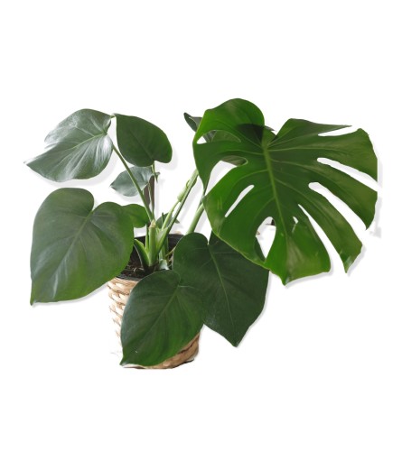 Monstera Deliciosa Plant In a Basket