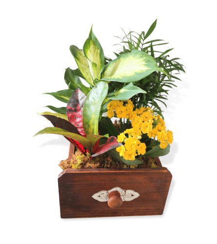 6" Wooden Box Blooming Dishgarden