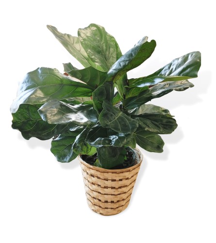 Fiddle Leaf Fig Potted Plant