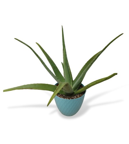 Aloe Plant In Basket