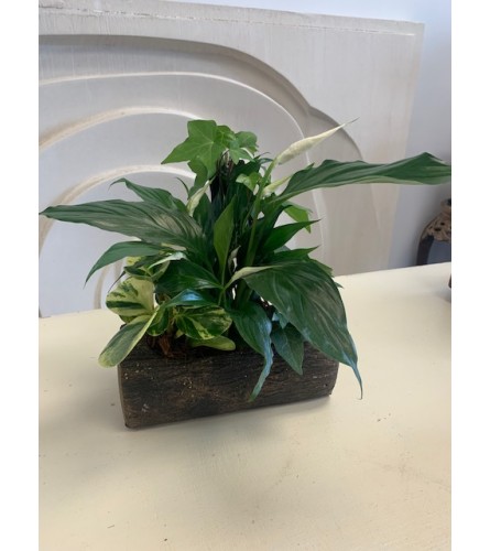 Peace Lily Log Planter. An arrangement by Marianna's Flower Island.