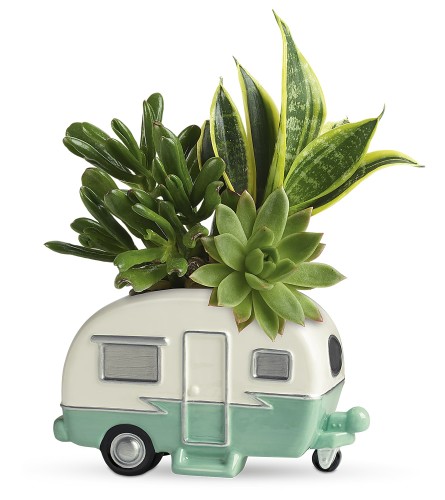 Cool Camper Succulent Garden (Teleflora)