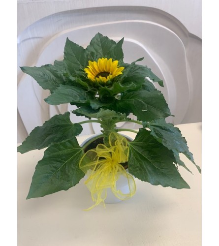 Sunflower Potted Plant