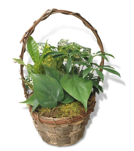 Standard Dishgarden - Basket or Tin - 6"