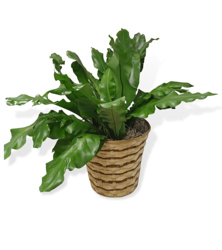 Birds Nest Fern Plant In a  Basket