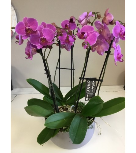 Stunning Purple Orchids