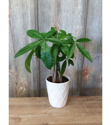 FM - Money Tree Plant