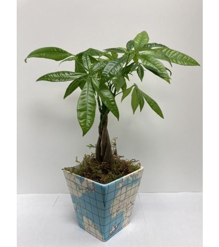 You Mean the World to Me Dad Money Tree
